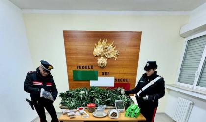 Immagine News - a-castel-bolognese-scoperto-dai-carabinieri-un-casolare-per-la-coltivazione-di-marijuana-sequestrati-30-chili-di-piante-essiccate
