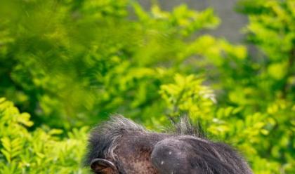 Immagine News - ravenna-allo-zoo-safari--nato-tom-cucciolo-di-scimpanz-grazie-ad-un-progetto-nato-nel-2018