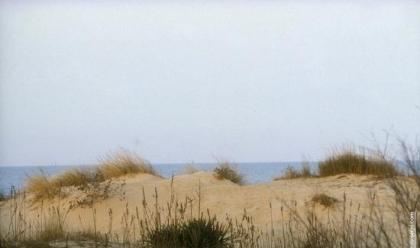 Immagine News - un-progetto-sperimentale-per-ripristinare-e-salvaguardare-la-duna-tra-marina-e-punta