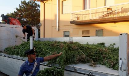 Immagine News - alfonsine-carabinieri-scoprono-piantagione-di-cannabis