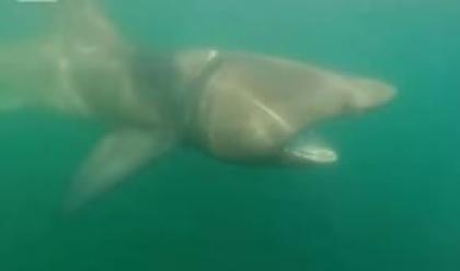 avvistato-squalo-elefante-di-otto-metri-a-sei-miglia-dalla-costa