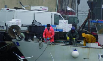 Immagine News - pesca-nasce-lassociazione-flag-costa-dellemilia-romagnaper-laccesso-ai-fondi-europei