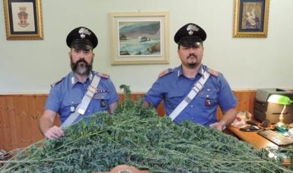 Immagine News - scovata-piantagione-segreta-di-cannabis-a-brisighella-arrestato-un-55enne