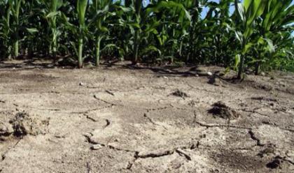 Immagine News - agricoltura-la-regione-chiede-lo-stato-di-siccit