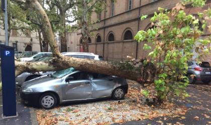 Immagine News - romagna-forti-temporali-alberi-caduti-e-danni-alle-auto-dopo-il-grande-caldo