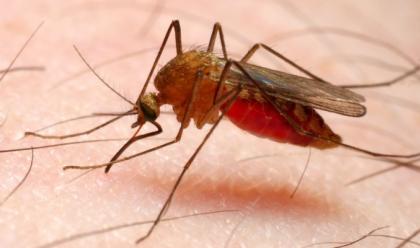 Immagine News - imola-un-caso-di-malaria