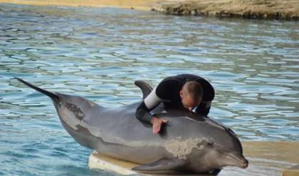 Immagine News - oltremare-di-riccione-compie-54-anni-pel-il-delfino-pi-longevo-deuropa