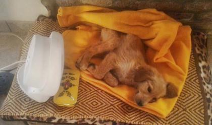 Immagine News - faenza-cuccioli-abbandonati-in-un-fosso-uno--morto-assiderato-laltro--in-ripresa