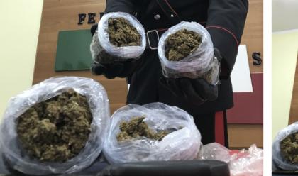 Immagine News - faenza-arrestato-pusher-54enne-trovato-con-mezzo-chilo-di-marijuana-in-casa