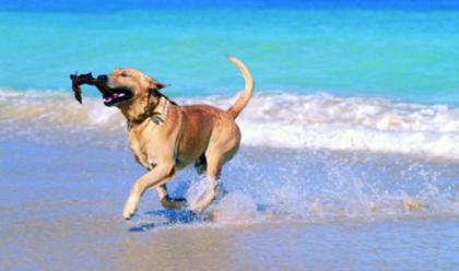Immagine News - ravenna-la-mappa-dei-bagni-e-della-spiaggia-libera-dove-si-possono-portare-i-cani