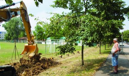 Immagine News - faenza-si-rinnova-il-verde-faentino-970-gli-alberi-che-saranno-piantati