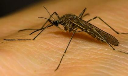 Immagine News - ravenna-west-nile-non-ci-saranno-epidemie-diffuse-come-nel-caso-chikungunya