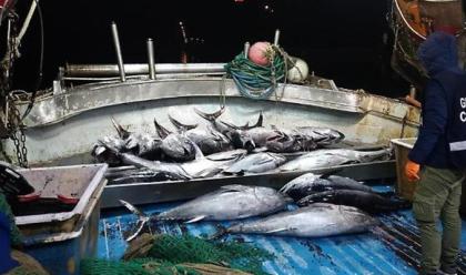 Immagine News - la-guardia-costiera-sequestra-13-quintali-di-prodotti-ittici