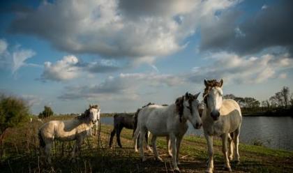 Immagine News - cavalli-abbandonati-nel-delta-del-po-trovano-casa-in-polesine