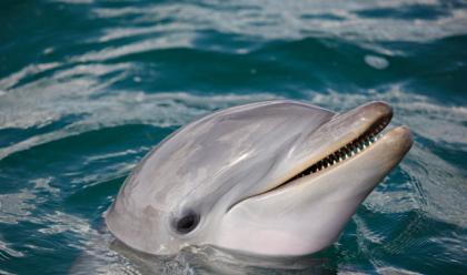 Immagine News - rimini-delfinario-condannati-per-maltrattamento-di-animali-lex-direttore-ed-una-veterinaria