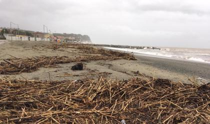 Immagine News - ravenna-maltempo-al-via-la-rimozione-di-250-tonnellate-di-legname-dalle-spiagge