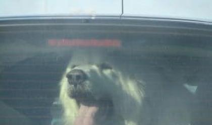 Immagine News - faenza-cane-chiuso-in-auto-sotto-il-sole-per-ore-salvato-dalla-polizia-locale