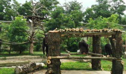 Immagine News - world-chimpanzee-day-al-safari-ravenna-si-festeggia-un-progetto-di-conservazione-europeo