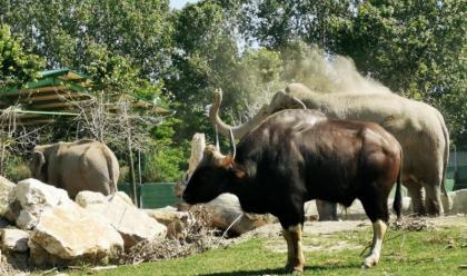 ravenna-allo-zoo-safari-due-specie-a-rischio-estinzione-i-gaur-e-gli-elefanti-asiatici