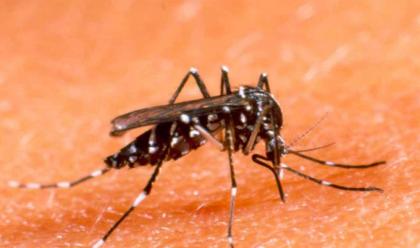 Immagine News - ravenna-confermato-caso-di-dengue--stato-importato-dalle-filippine