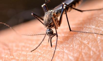 Immagine News - faenza-lunione-dei-comuni-attiva-contro-le-zanzare-dopo-il-caso-di-west-nile-ad-argenta