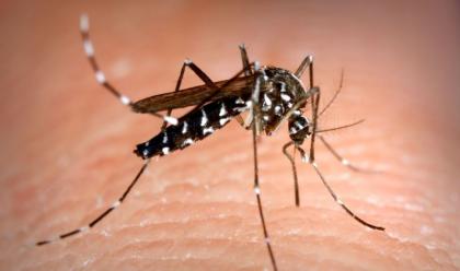 faenza-caso-sospetto-di-chikungunya-o-dengue-per-un-residente-in-zona-fontanone