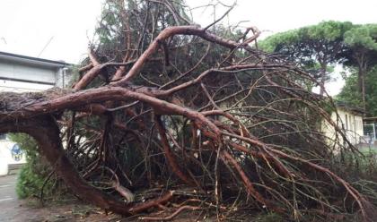 maltempo-danni-alla-viabilit-a-cervia-caduti-circa-30-alberi