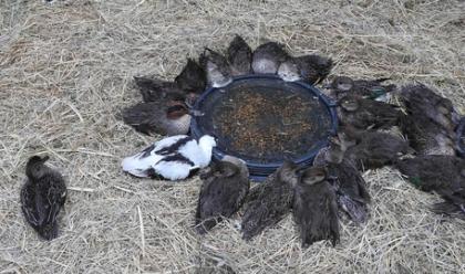 Immagine News - ravenna-valle-della-canna-procura-al-lavoro-quasi-3mila-uccelli-morti