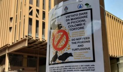 Immagine News - faenza-multe-a-chi-distribuisce-da-mangiare-ai-piccioni-sanzionati-tre-faentini