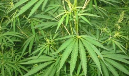 cannabis-san-marino-apre-alluso-medicinale-e-terapeutico