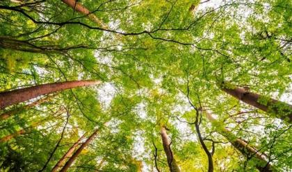 Immagine News - ravenna-il-comune-pianter-oltre-2.500-alberi-in-accordo-con-hera-in-viale-europa