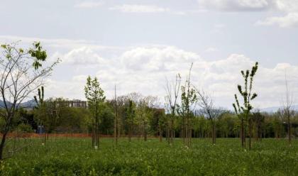 Immagine News - cesena-sempre-pi-verde-al-via-il-progetto-per-piantare-45-nuovi-alberi-voluto-dallauser