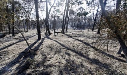 Immagine News - ravenna--pineta-ramazzotti-un-anno-dopo-lincendio-lambiente-sta-rinascendo