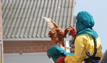 Immagine News - sanita--aviaria-infettato-un-allevatore-delleurovo