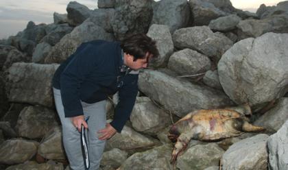 Immagine News - lido-adriano--moria-di-tartarughe-interviene-la-guardia-costiera
